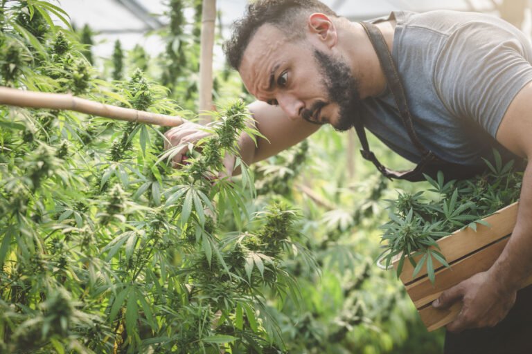 Pure New Baltimore: Elevating the Cannabis Experience