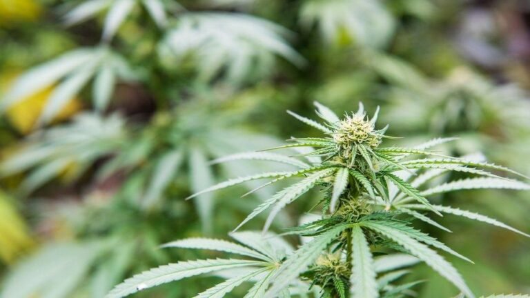 Glitter Bomb Strain: A Rising Star in Modern Cannabis Culture